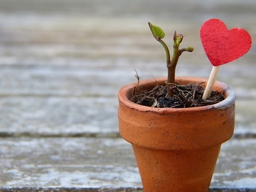 confiance coeur doux