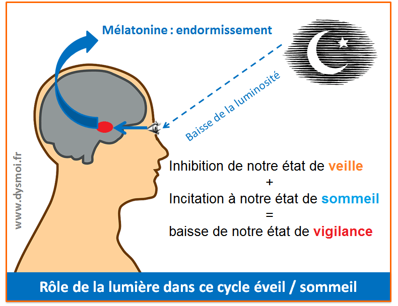 Dossier sommeil : cycle éveil-sommeil (partie 2) melatonine lumiere