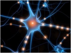 Neurone 1 300x226