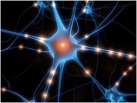 neurone