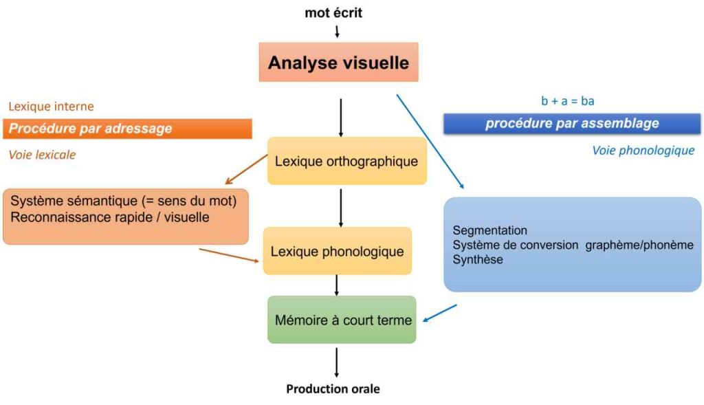 Dysmoi ce qu’est la dyslexie image montrant les différentes voies (phonologique et lexicale) permettant l’accès à la lecture.